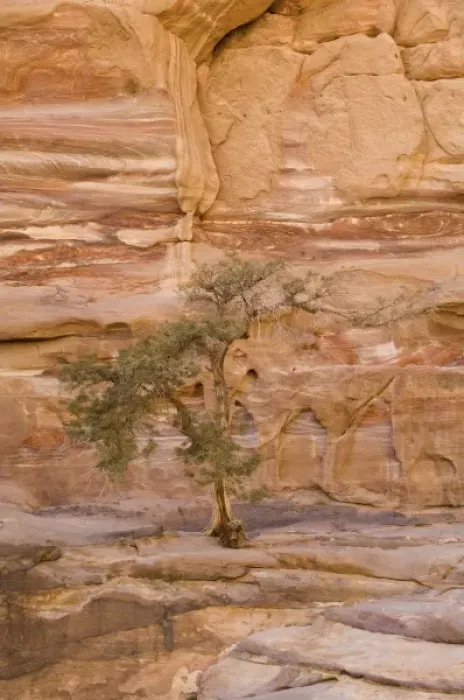 Framed Print : Jordan, Petra