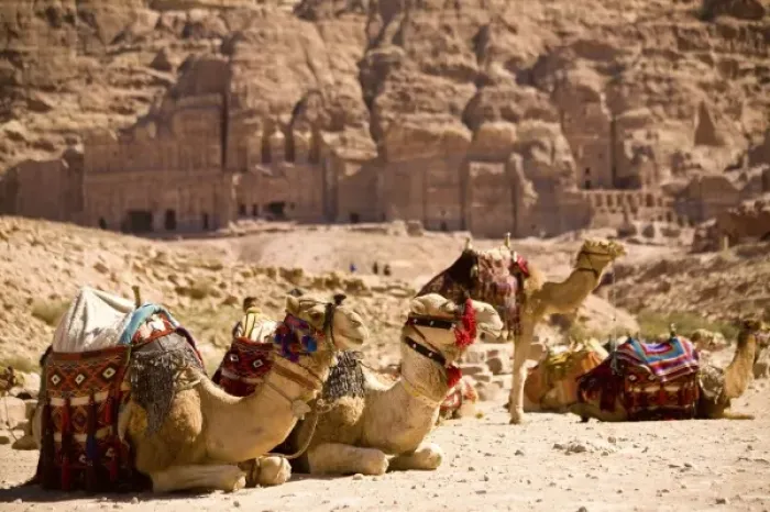 Framed Print : Jordan, Petra. Bedouin camel caravan rests along Street of Facades