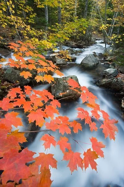 Jordan Stream in fall in Maines Acadia National Park. Sugar maple trees