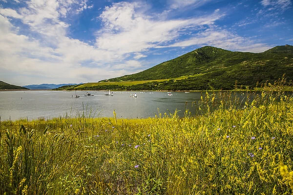 Jordanelle State Park, Utah. Field of wildflowers and boats on a lake