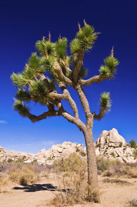 Framed Print : Joshua tree and boulders, Joshua Tree National Park, California USA Framed Print : Joshua tree and boulders, Joshua Tree National Park, California USA