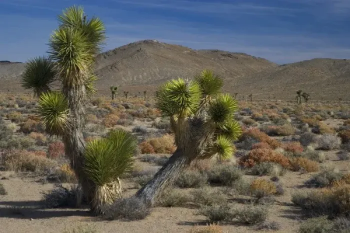 Framed Print : Joshua Tree Coming into Death Valley from Lone Pine California