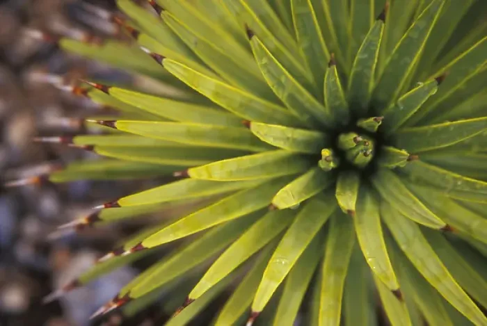 Framed Print : Joshua Tree detail. Mt. Charleston area, Just north of Las Vegas, NV. USA