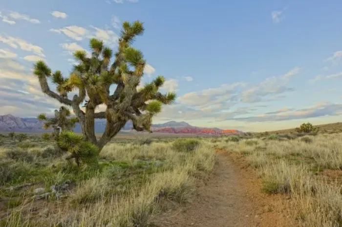 Framed Print : Joshua tree foreground on First creek canyon trail at Red Rocks Canyon National Conservation Area
