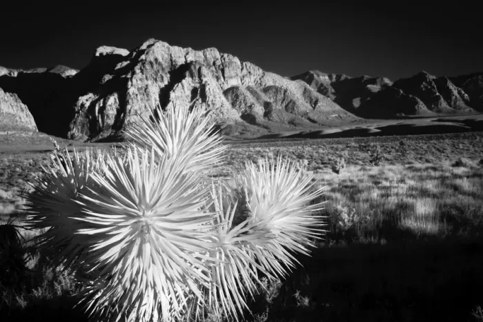 Framed Print : Joshua tree, Mojave Desert, California Framed Print : Joshua tree, Mojave Desert, California