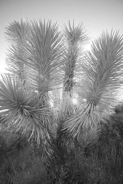 Joshua tree, Mojave Desert, California