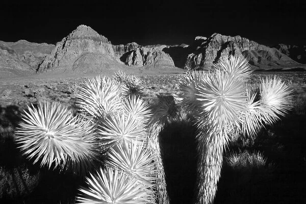 Joshua tree, Mojave Desert, California