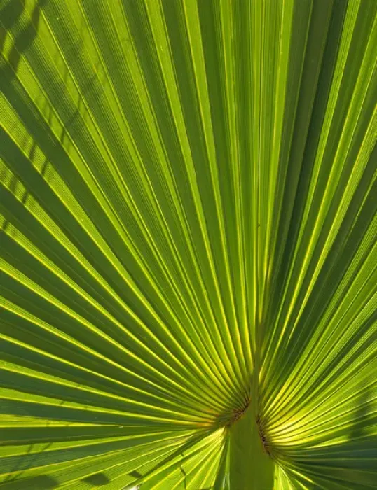 Framed Print : JOSHUA TREE NATIONAL PARK, CALIFORNIA. USA. Frond of California fanpalm (Washingtonia Framed Print : JOSHUA TREE NATIONAL PARK, CALIFORNIA. USA. Frond of California fanpalm (Washingtonia