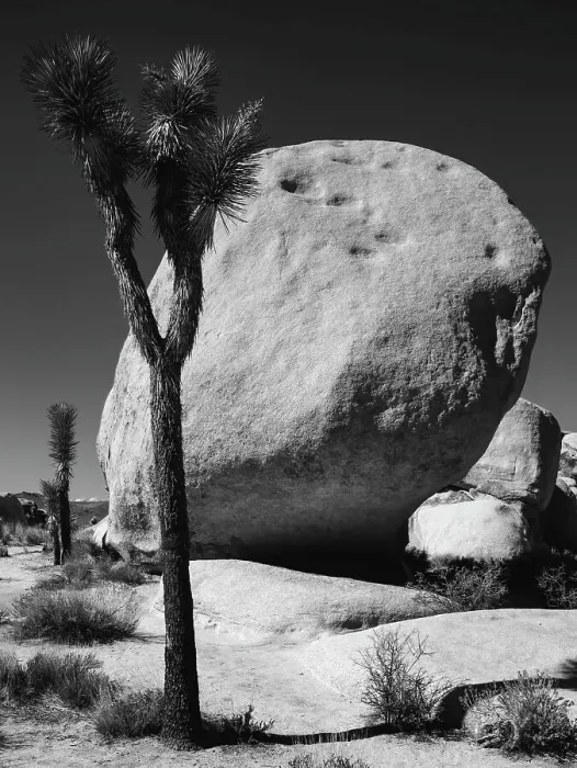 Framed Print : Joshua Tree National Park, California