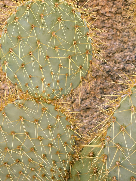 JOSHUA TREE NATIONAL PARK, CALIFORNIA. USA. Pancake cactus (Opuntia chlorotica)
