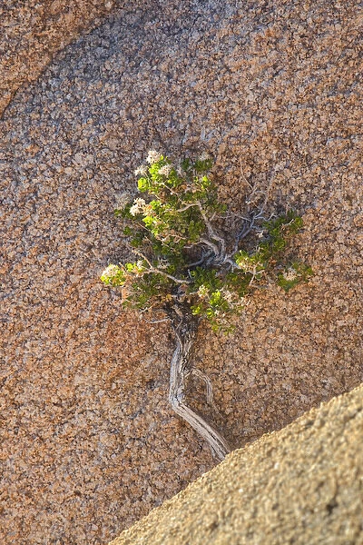 Joshua Tree NP, Desert shrub and granite rock