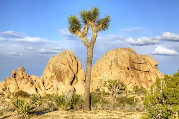 Framed Print : Joshua Tree NP, granite rock formation and Joshua tree Framed Print : Joshua Tree NP, granite rock formation and Joshua tree