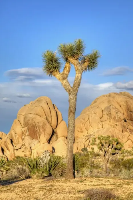 Framed Print : Joshua Tree NP, granite rock formation and Joshua tree Framed Print : Joshua Tree NP, granite rock formation and Joshua tree