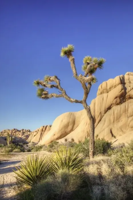 Framed Print : Joshua Tree NP, granite rock formation and Joshua tree