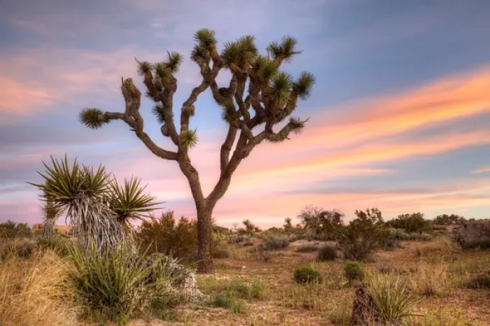 Framed Print : Joshua Tree NP, Joshua tree at sunrise Framed Print : Joshua Tree NP, Joshua tree at sunrise