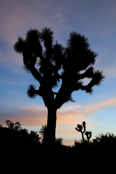 Framed Print : Joshua Tree NP, Joshua tree at sunrise