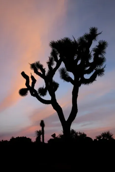 Framed Print : Joshua Tree NP, Joshua tree at sunrise Framed Print : Joshua Tree NP, Joshua tree at sunrise