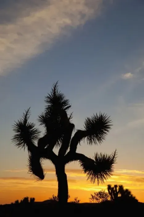 Framed Print : Joshua Tree NP, Joshua tree at sunrise Framed Print : Joshua Tree NP, Joshua tree at sunrise