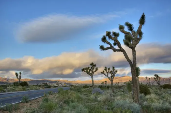 Framed Print : Joshua Tree NP, Joshua trees and road Framed Print : Joshua Tree NP, Joshua trees and road