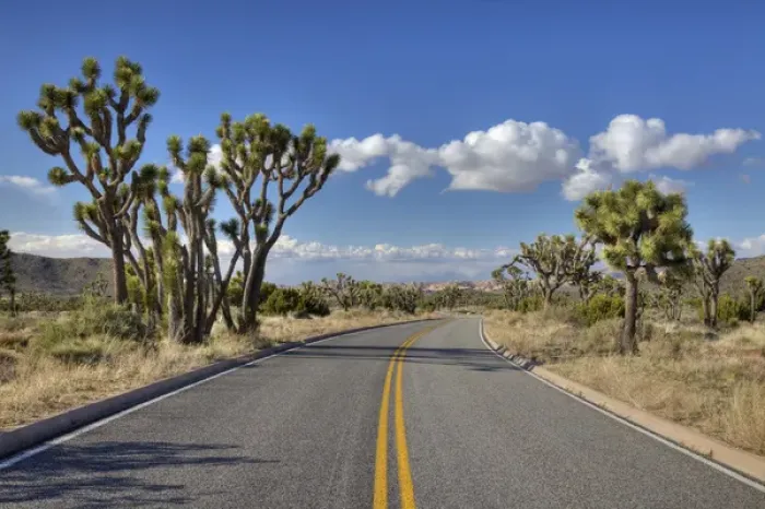 Framed Print : Joshua Tree NP, Joshua trees and road