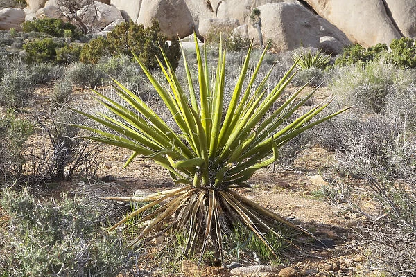 Joshua Tree NP, Mojave yucca plant with granite rock formation