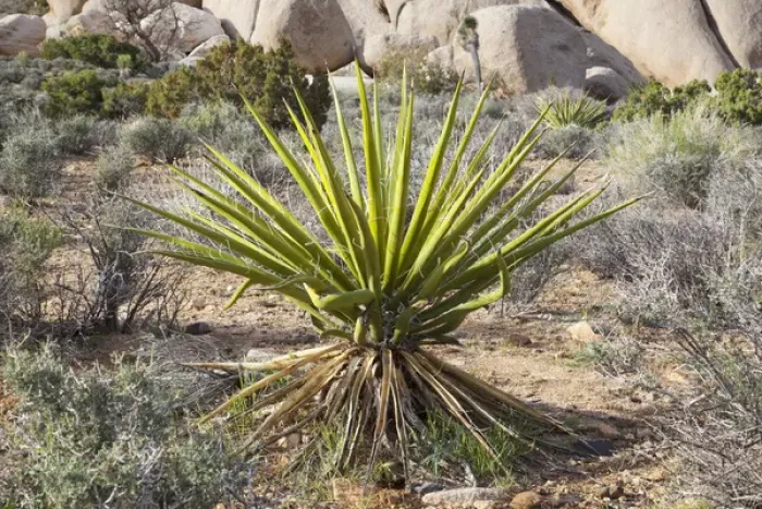 Framed Print : Joshua Tree NP, Mojave yucca plant with granite rock formation Framed Print : Joshua Tree NP, Mojave yucca plant with granite rock formation