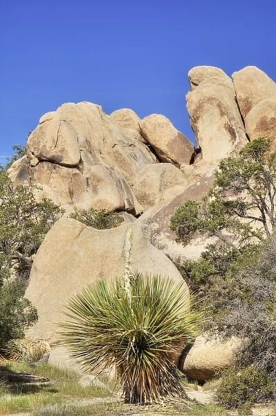 Joshua Tree NP, Parrys Nolina plant with granite rock formation