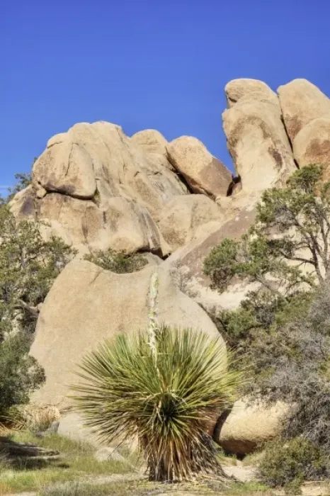 Framed Print : Joshua Tree NP, Parrys Nolina plant with granite rock formation Framed Print : Joshua Tree NP, Parrys Nolina plant with granite rock formation