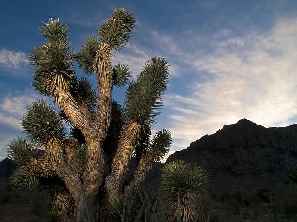 Joshua Tree in Red Rock Canyon Conservation Area, Nevada; sunset