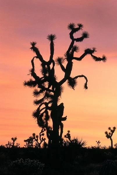joshua tree, Yucca