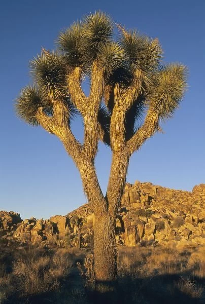 Joshua Tree, (Yucca brevifolia), and granite outcropping, Joshua Tree National Park