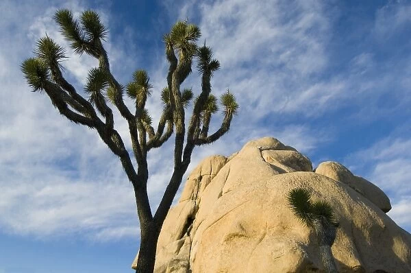 Joshua Tree, (Yucca brevifolia), Joshua Tree National Park, California, USA