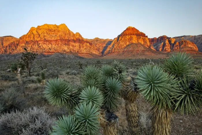 Framed Print : Joshua tree, Yucca brevifolia and sunset on red rocks, Valley of Fire State Park, Nevada