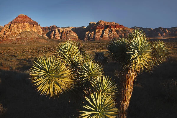 Joshua tree, Yucca brevifolia and sunset on red rocks, Valley of Fire State Park, Nevada