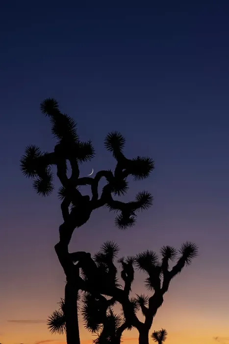 Framed Print : Joshua Trees with crescent moon near sunset in Joshua Tree National Park, California, USA Framed Print : Joshua Trees with crescent moon near sunset in Joshua Tree National Park, California, USA