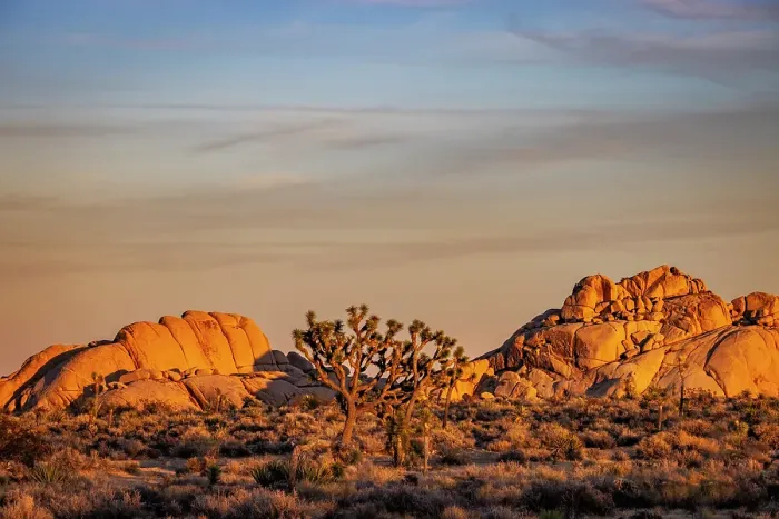 Framed Print : Joshua Trees with granite boulders in Joshua Tree National Park, California, USA Framed Print : Joshua Trees with granite boulders in Joshua Tree National Park, California, USA