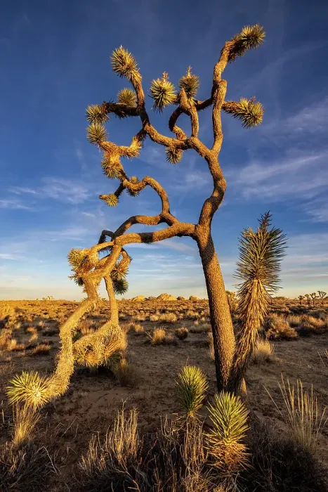 Framed Print : Joshua Trees near sunset in Joshua Tree National Park, California, USA