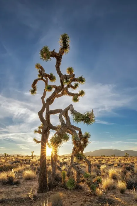 Framed Print : Joshua Trees near sunset in Joshua Tree National Park, California, USA Framed Print : Joshua Trees near sunset in Joshua Tree National Park, California, USA