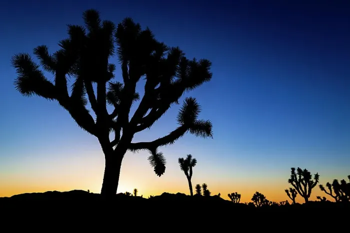 Framed Print : Joshua trees at sunset, Joshua Tree National Park, California, USA Framed Print : Joshua trees at sunset, Joshua Tree National Park, California, USA