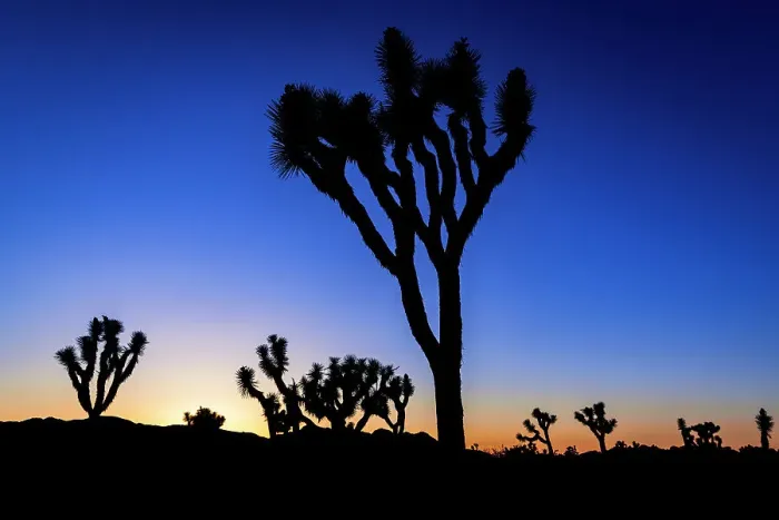 Framed Print : Joshua trees at sunset, Joshua Tree National Park, California, USA Framed Print : Joshua trees at sunset, Joshua Tree National Park, California, USA