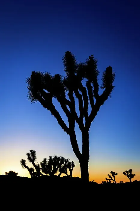 Framed Print : Joshua trees at sunset, Joshua Tree National Park, California, USA Framed Print : Joshua trees at sunset, Joshua Tree National Park, California, USA