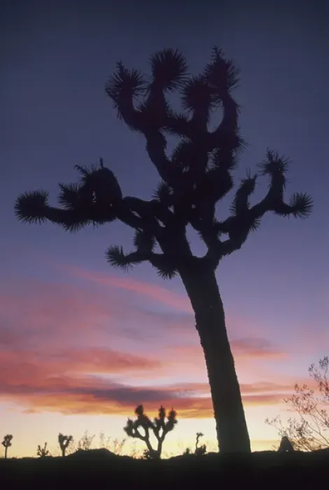 Framed Print : Joshua Trees at sunset (Yucca brevifolia) Hidden Valley, Joshua Tree National Park Framed Print : Joshua Trees at sunset (Yucca brevifolia) Hidden Valley, Joshua Tree National Park