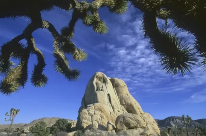 Framed Print : Joshua trees, (Yucca brevifolia), and granite outcropping, Joshua Tree National Park