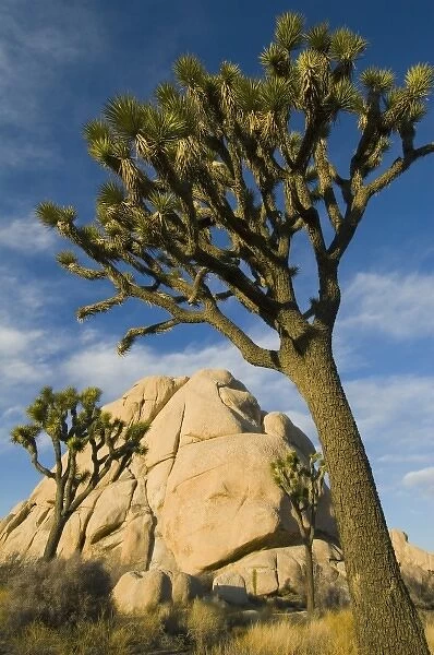 Joshua Trees, (Yucca brevifolia), Joshua Tree National Park, California, USA