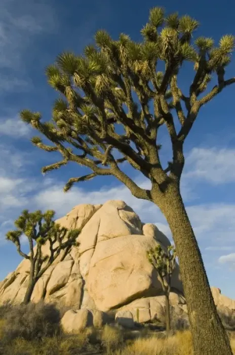 Framed Print : Joshua Trees, (Yucca brevifolia), Joshua Tree National Park, California, USA