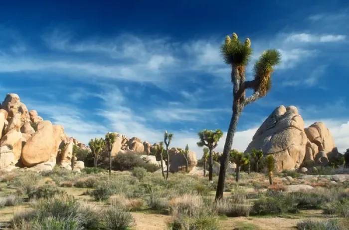 Framed Print : Joshua Trees (yucca brevifolia) among the large granite rocks of Joshua Tree National