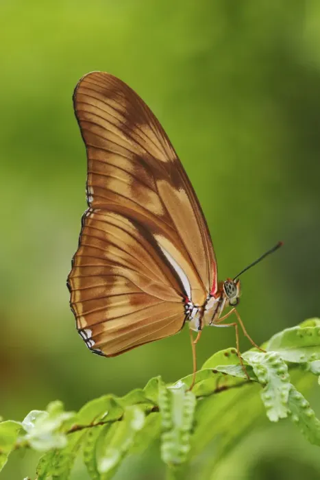 Framed Print : Julia butterfly, Dryas julia Framed Print : Julia butterfly, Dryas julia
