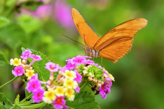 Framed Print : Julia Heliconian nectaring at lantana flowers