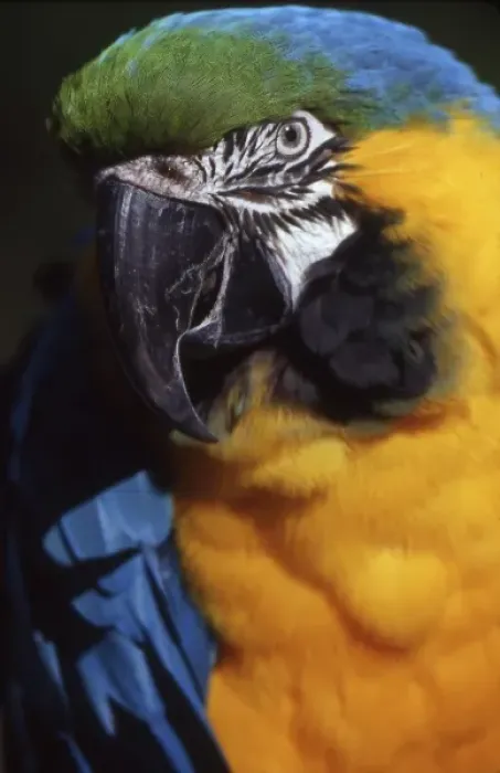 Framed Print : Julio the Blue and Yellow Macaw (Ara ararauna); born and raised at the Sacramento Zoo