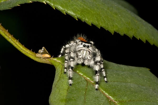 Jumping Spider Metaphidippus sp. Southern California